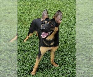 German Shepherd Dog Dogs for adoption in Grovetown, GA, USA