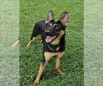 Small German Shepherd Dog
