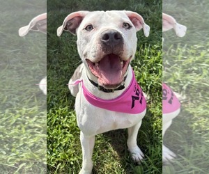 American Pit Bull Terrier-Unknown Mix Dogs for adoption in Germantown, OH, USA
