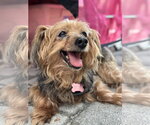 Tucker - Male Mutt Dog for Adoption - Small photo