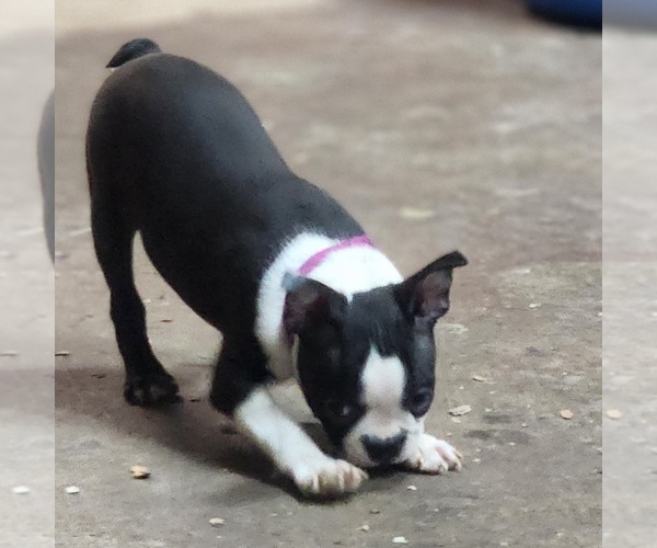 Medium Photo #2 Boston Terrier Puppy For Sale in AFTON, WY, USA
