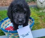 Puppy Slink Pug