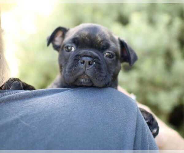 Medium Photo #7 Faux Frenchbo Bulldog Puppy For Sale in Corona, CA, USA