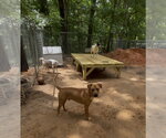 Small #2 Black Mouth Cur Mix