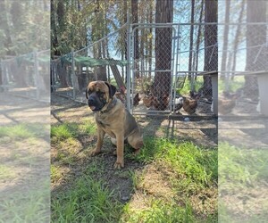 Cane Corso Puppy for sale in PATTERSON, CA, USA
