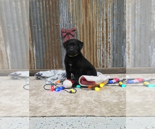Medium Photo #4 Labrador Retriever Puppy For Sale in HAMILTON, MO, USA