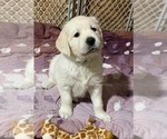 Puppy Green boy English Cream Golden Retriever