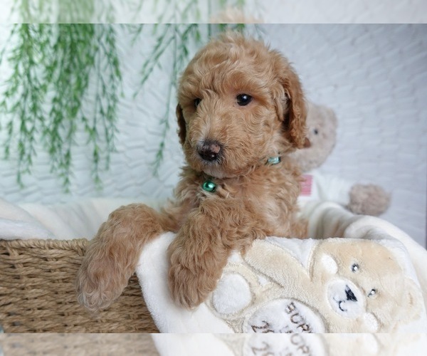 Medium Photo #1 Goldendoodle Puppy For Sale in NASHVILLE, TN, USA