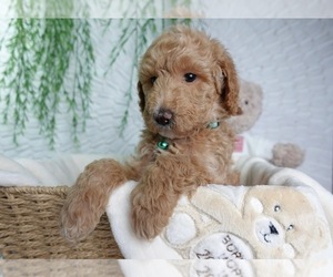 Goldendoodle Puppy for sale in NASHVILLE, TN, USA
