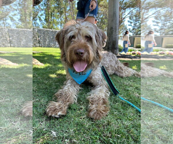 Medium Photo #1 Wirehaired lab Puppy For Sale in Newport Beach, CA, USA
