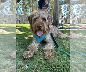 Medium Wirehaired lab