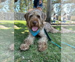 Small Wirehaired lab