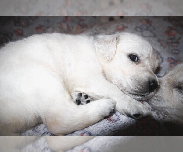 Medium Photo #3 English Cream Golden Retriever Puppy For Sale in LANCASTER, WI, USA