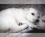 Small #2 English Cream Golden Retriever