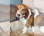 Small #1 Beagle
