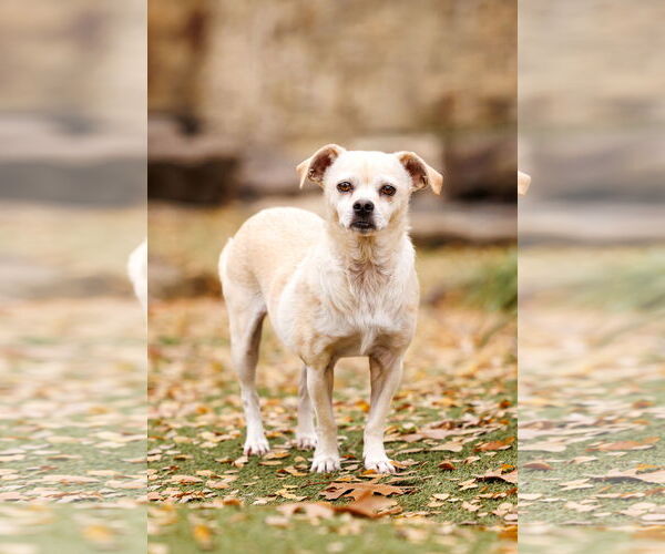Medium Photo #5 Chug Puppy For Sale in McKinney, TX, USA