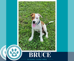 Small American Bulldog Mix