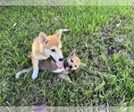 Small Photo #14 Shiba Inu Puppy For Sale in MERRITT IS, FL, USA