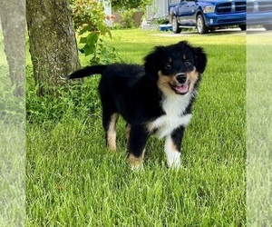 Miniature Australian Shepherd Puppy for sale in GREENFIELD, IN, USA