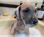 Small Photo #6 Great Dane Puppy For Sale in TWAIN HARTE, CA, USA