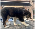 Small Photo #14 Australian Shepherd Puppy For Sale in AKRON, OH, USA