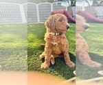 Puppy Grey Girl Goldendoodle