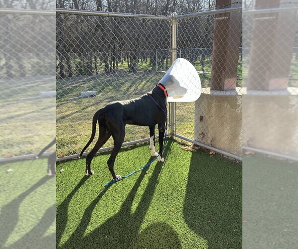 Medium Photo #3 Great Dane Puppy For Sale in Bullard, TX, USA
