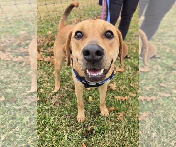 Medium Photo #3 Mutt Puppy For Sale in Georgetown, KY, USA