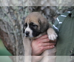 Small Photo #10 Spanish Mastiff Puppy For Sale in DRYDEN, VA, USA