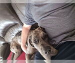 Small #8 Great Dane