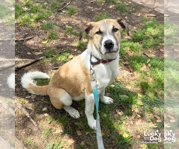 Medium Photo #9 Mutt Puppy For Sale in Washington, DC, USA
