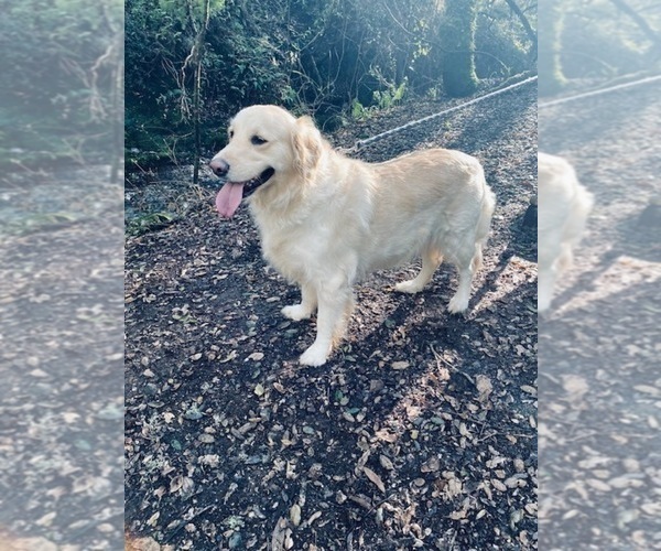 Medium Photo #1 Golden Retriever Puppy For Sale in CLOVERDALE, CA, USA