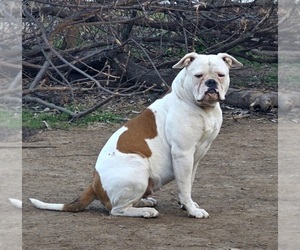 Mother of the American Bulldog puppies born on 03/30/2024