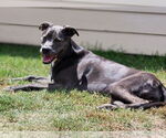 Small #33 Blue Lacy Mix