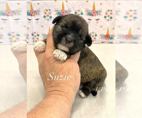 Medium Photo #1 Shih Tzu Puppy For Sale in WINNSBORO, LA, USA