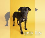 Small #4 Labrador Retriever