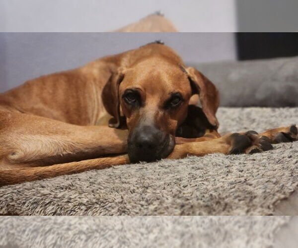 Medium Photo #4 Mutt Puppy For Sale in oakland, FL, USA