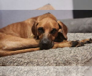 Devin - Male Mutt Dog for Adoption - Photo #4