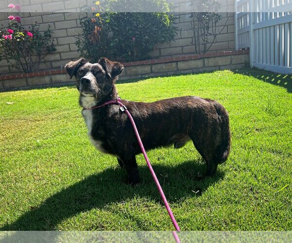 Medium Photo #4 Dachshund-Spaniel Mix Puppy For Sale in Newport Beach, CA, USA