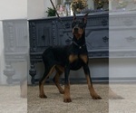 Puppy AKC Euro Echo Doberman Pinscher