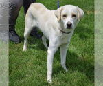 Small #2 Great Pyrenees Mix