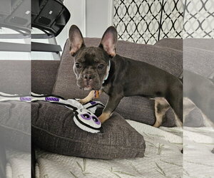 Stella Mae - Female French Bulldog Dog for Adoption - Photo #2