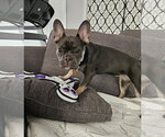 Small Photo #2 French Bulldog Puppy For Sale in St. Louis Park, MN, USA