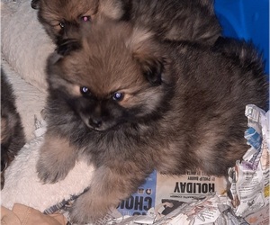 Pomeranian Puppy for sale in SPOTSYLVANIA, VA, USA