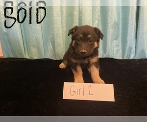 German Shepherd Dog Puppy for sale in COLCORD, OK, USA