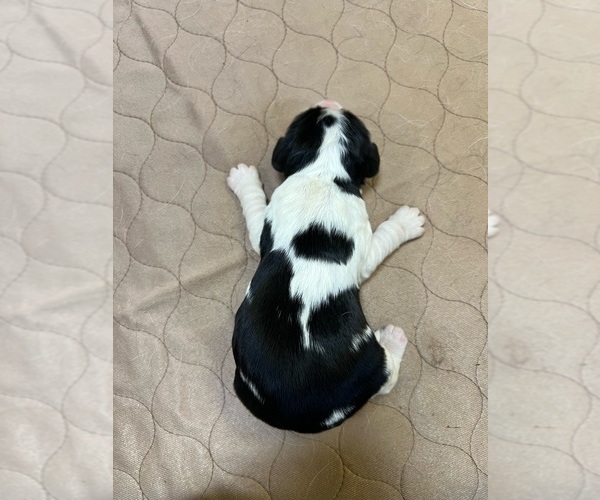 Full screen Photo #1 English Springer Spaniel Puppy For Sale in LOOKOUT MOUNTAIN, TN, USA