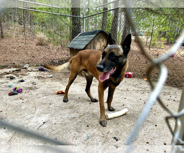 Medium Photo #4 Mutt Puppy For Sale in Stevens Point, WI, USA