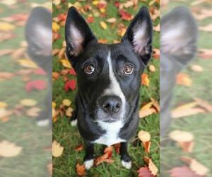 Siberian Husky Dogs for adoption in Akron, OH, USA