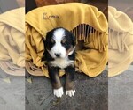 Small Photo #10 Bernese Mountain Dog Puppy For Sale in BONNERS FERRY, ID, USA