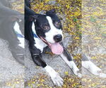 Small #1 American Staffordshire Terrier Mix